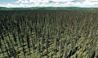 Forest devastated by pine bark beetle