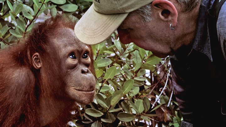 Harrison Ford and Orangutang